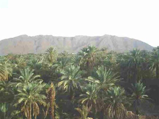 The date palm in Ifyyiy 