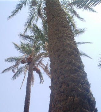 Stem or trunk of palm trees