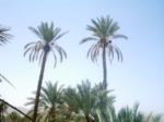 Date palm