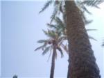 Date palm