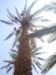 Date palm