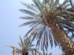 Date palm