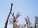 Date palm