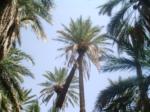 Date palm