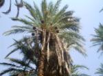 Date palm