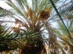 Date palm