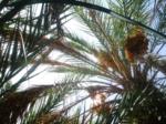 Date palm