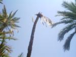 Date palm