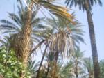 Date palm