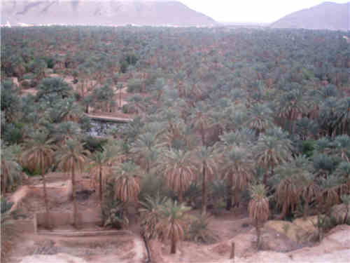 figuig, Vue générale sur la palmeraie de Figuig