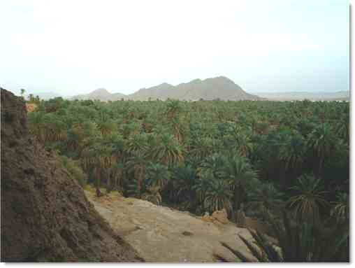 figuig, Vue générale sur la palmeraie de Figuig